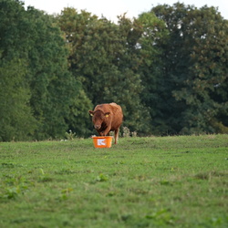 Gutshof Wildlife